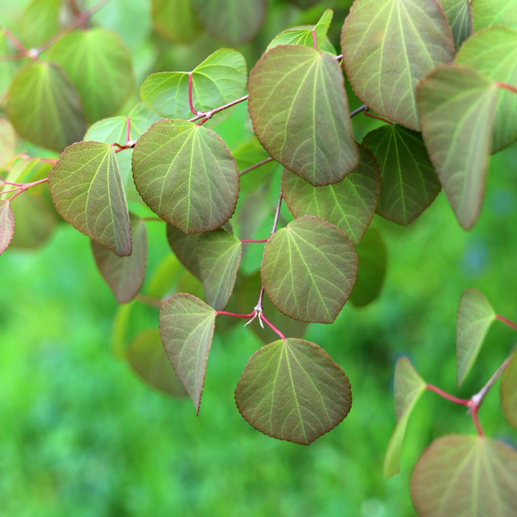Arbre à caramel - Cercidiphyllum japonicum