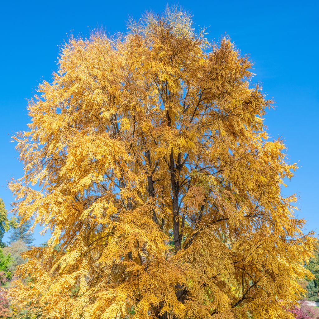 Arbre à caramel - Cercidiphyllum japonicum