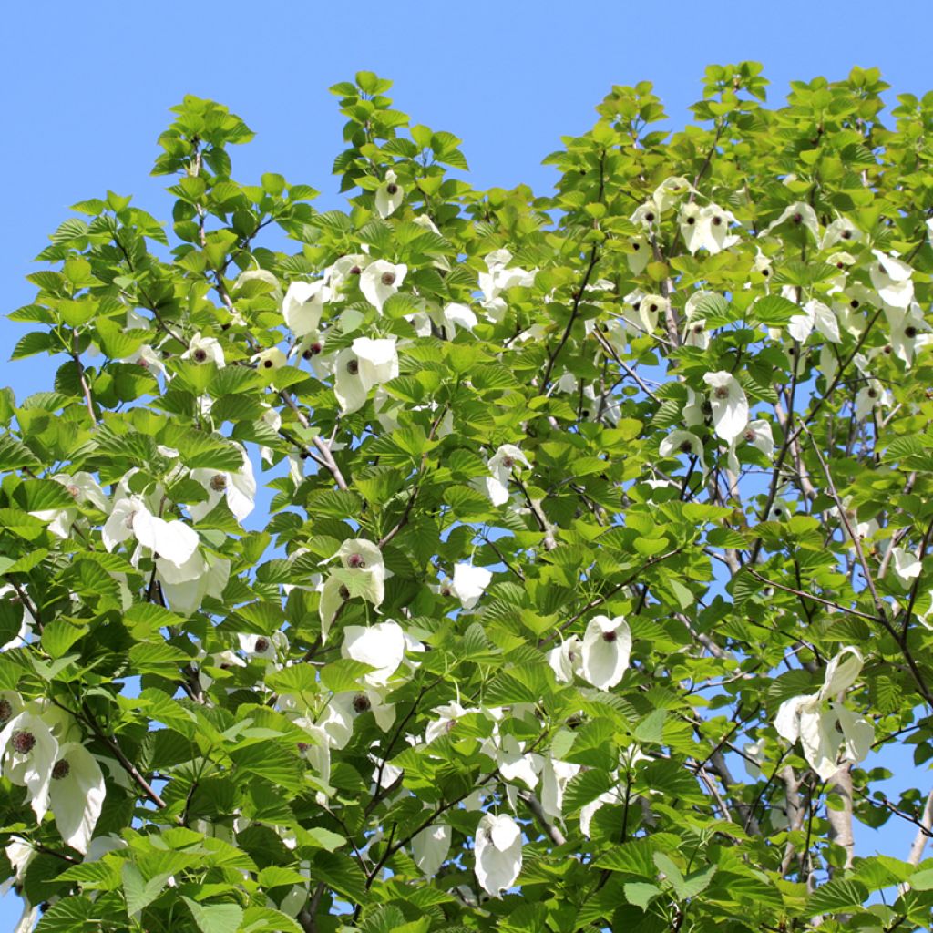 Arbre à mouchoir - Davidia involucrata