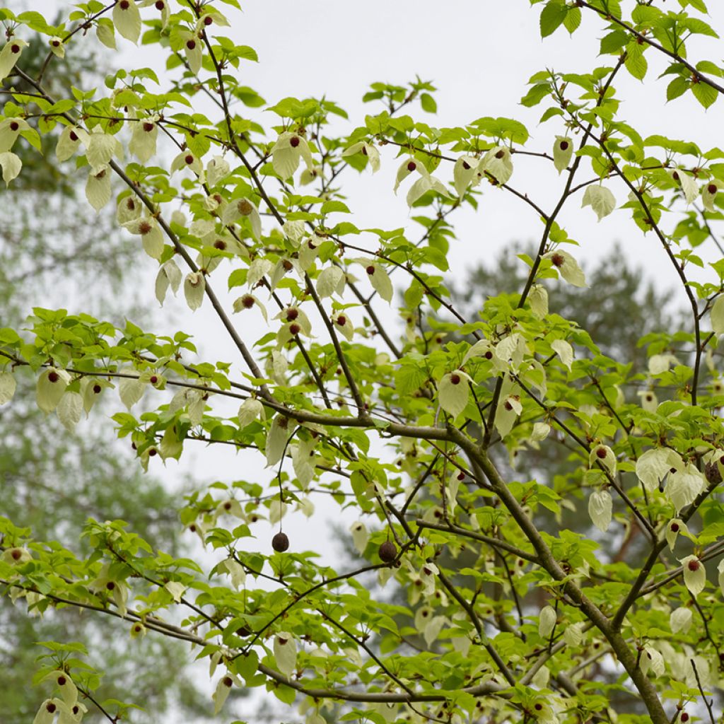 Arbre aux mouchoirs - Davidia involucrata var. vilmoriniana