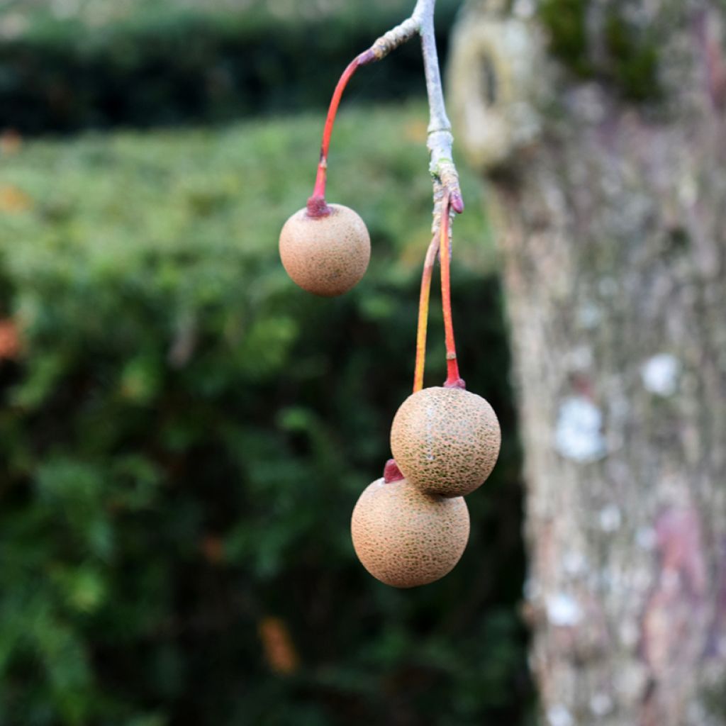 Arbre aux mouchoirs - Davidia involucrata var. vilmoriniana