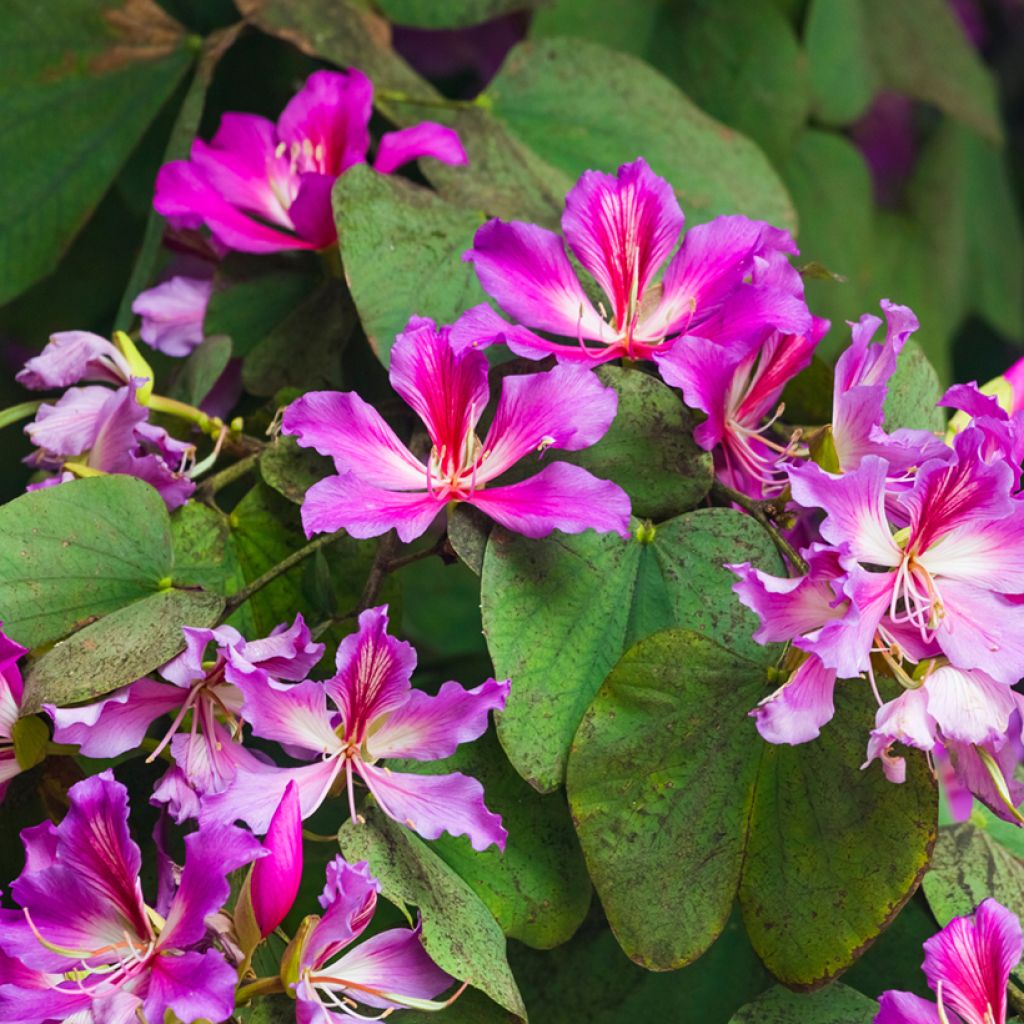 Arbre aux orchidées - Bauhinia purpurea