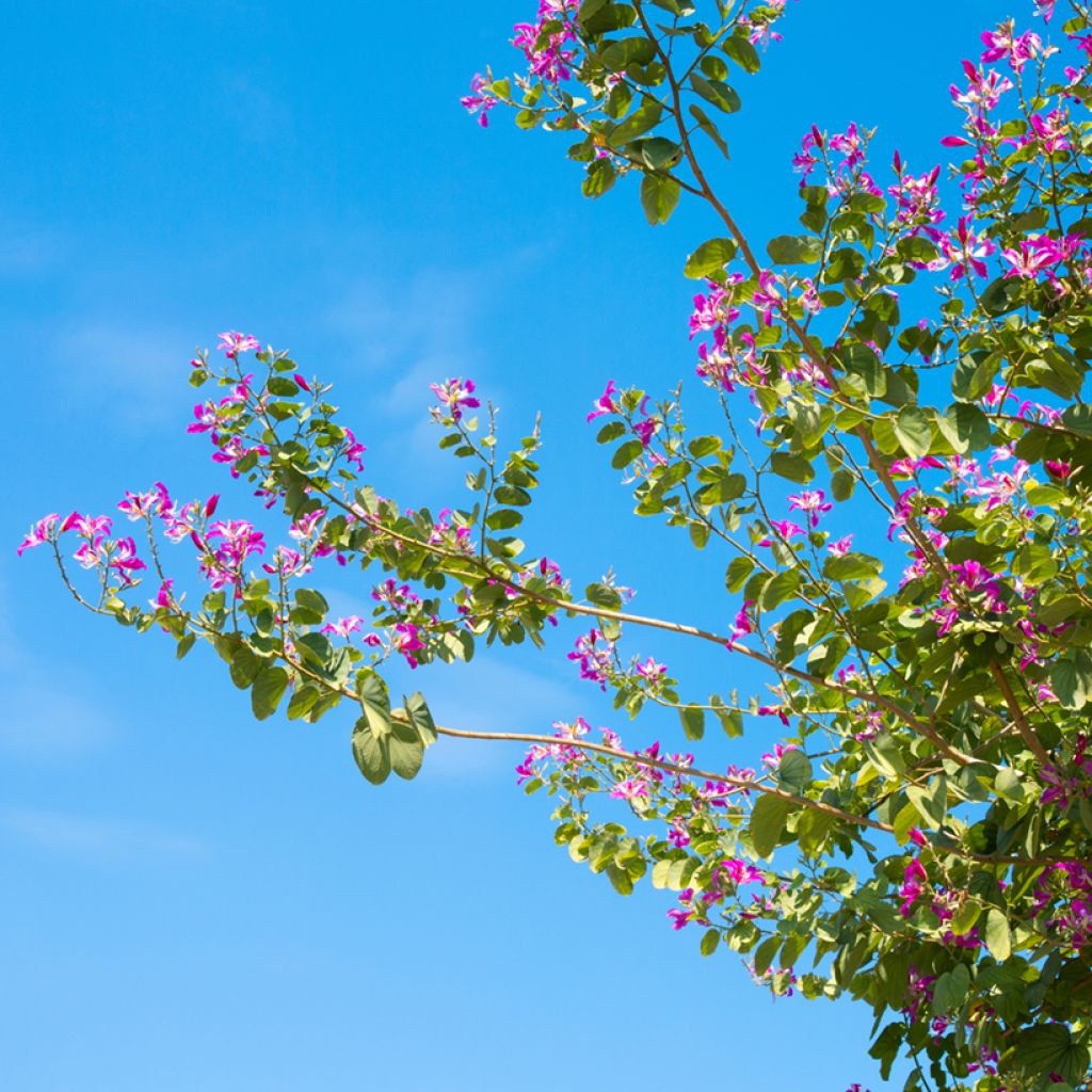 Arbre aux orchidées - Bauhinia purpurea