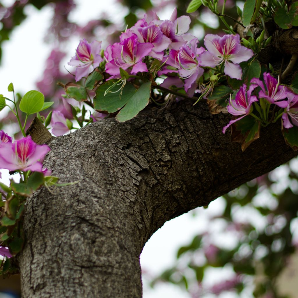 Arbre aux orchidées - Bauhinia variegata