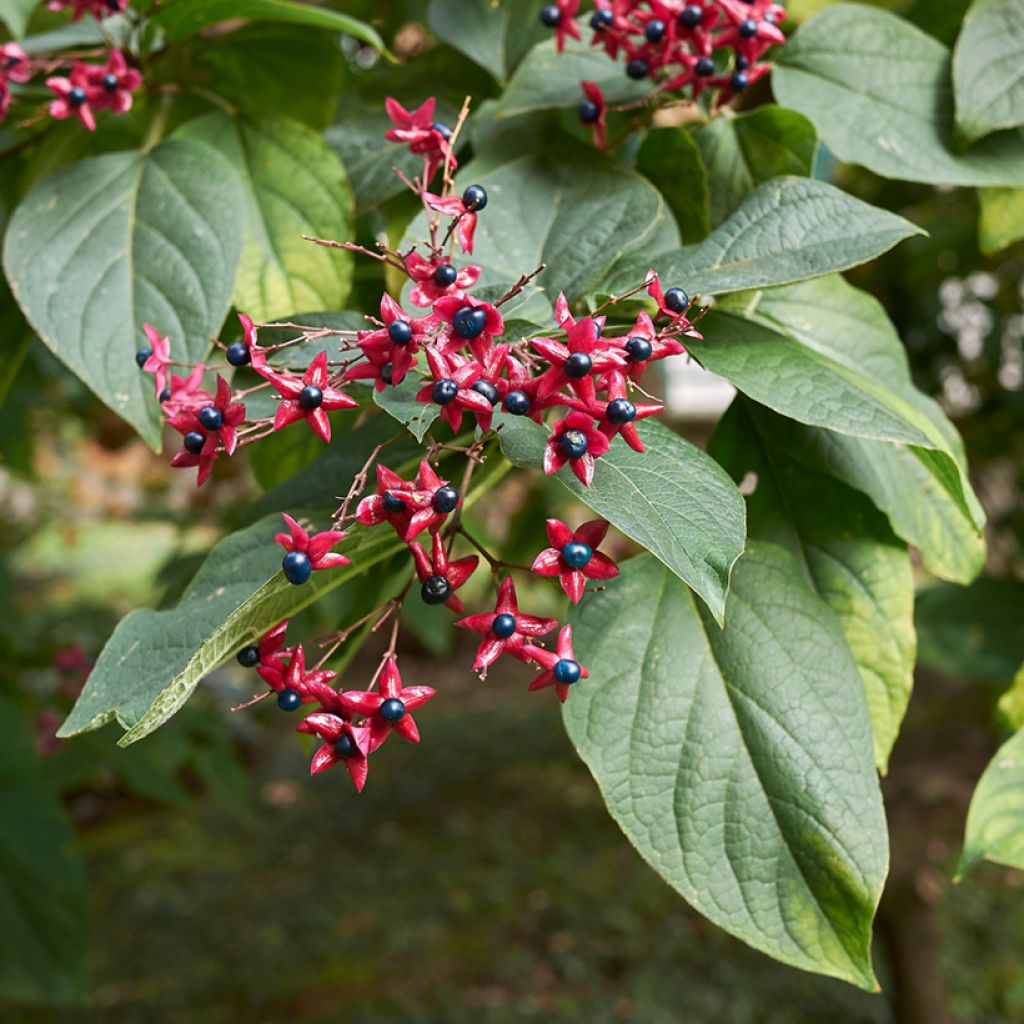 Arbre de la chance - Clerodendrum trichotomum, clérodendron