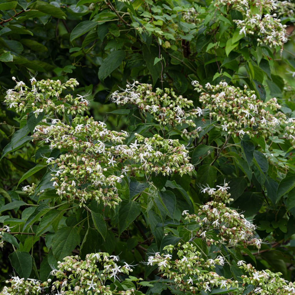 Arbre du clergé Fargesii - Clerodendrum trichotomum Fargesii