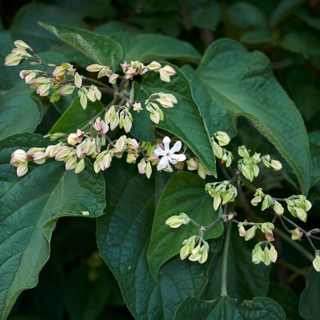 Arbre du clergé Fargesii - Clerodendrum trichotomum Fargesii