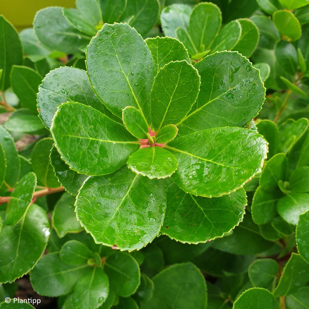 Arbutus unedo Peace and Love - Arbousier