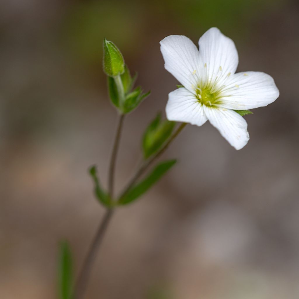 Arenaria montana - Sabline des Montagnes