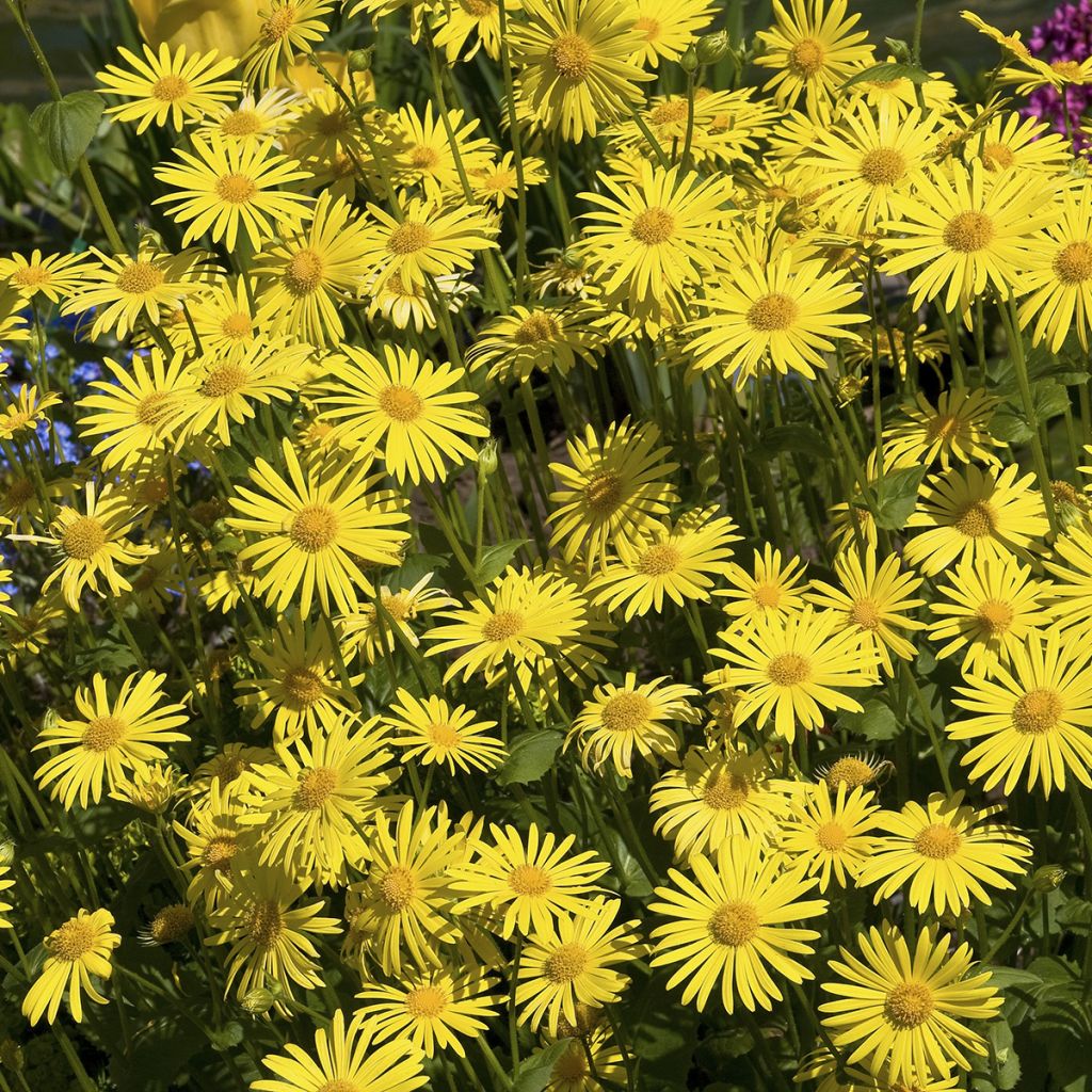 Arnica montana - Graines