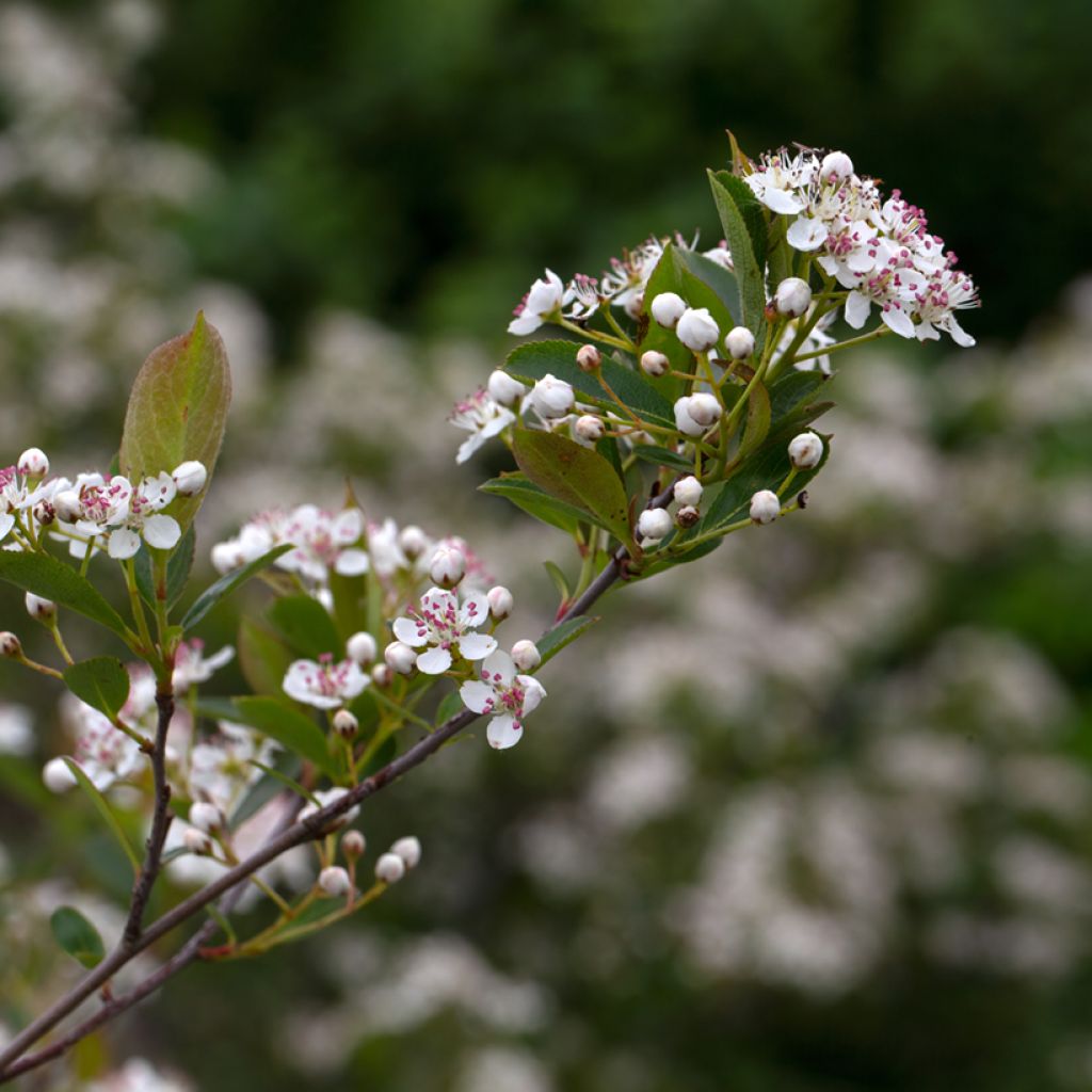 Aronia melanocarpa Hugin - Aronie à fruits noirs