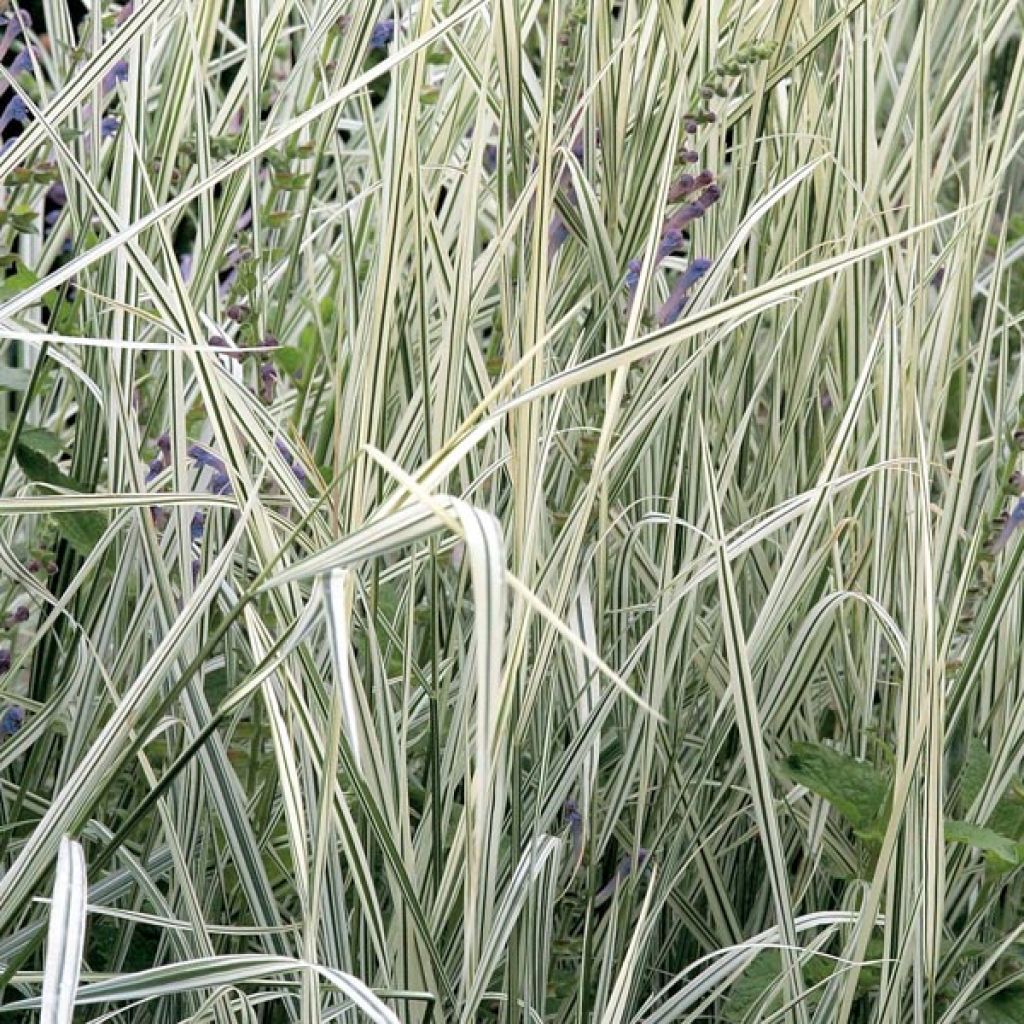 Arrhenatherum bulbosum Variegatum