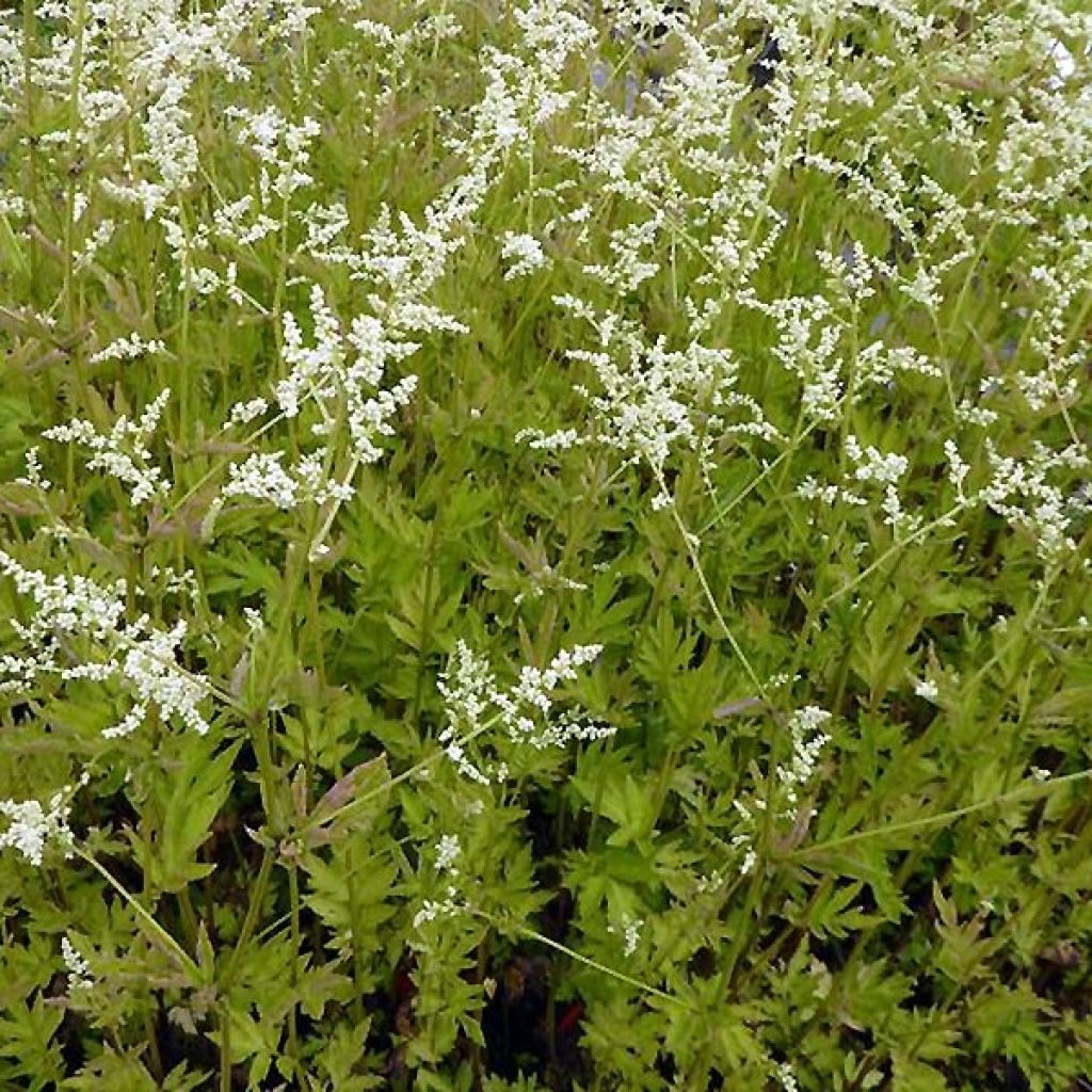 Armoise chinoise Jim Russel - Artemisia lactiflora