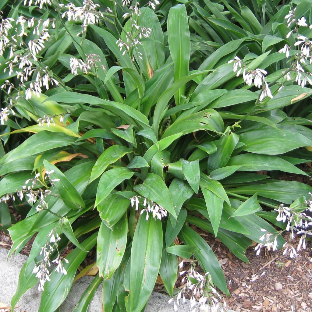 Arthropodium cirratum Matapouri Bay