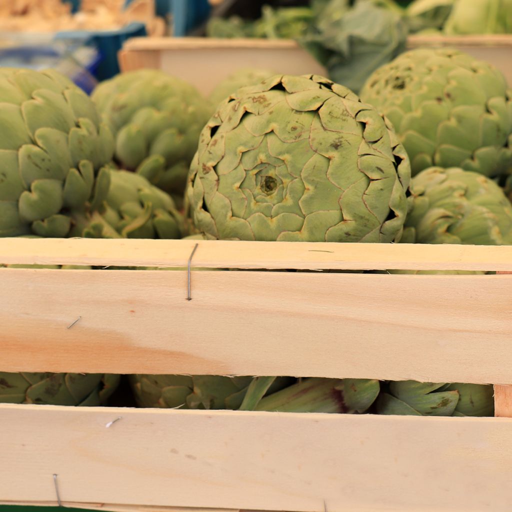 Artichaut Vert de Provence