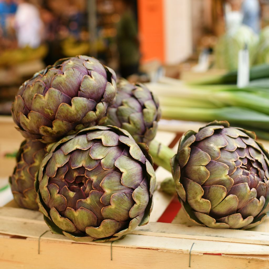 Artichaut Violet de Provence Bio - Ferme de Sainte Marthe