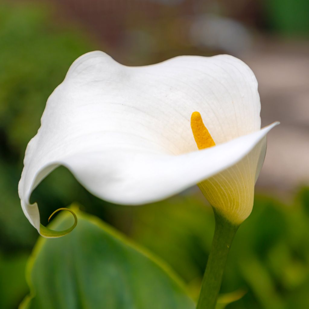 Arum ou Calla blanc crème - Zantedeschia Captain Marbella