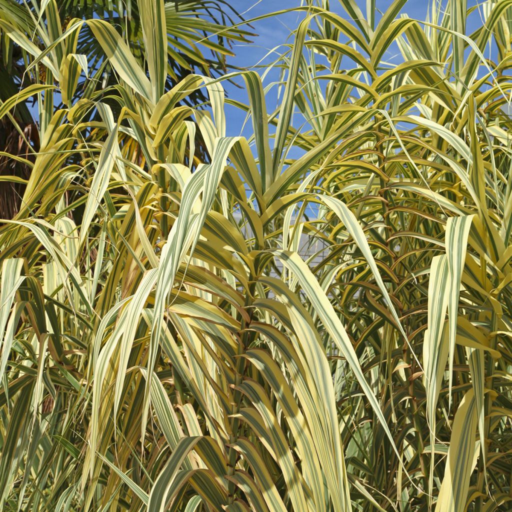 Arundo donax Aureovariegata - Canne de Provence