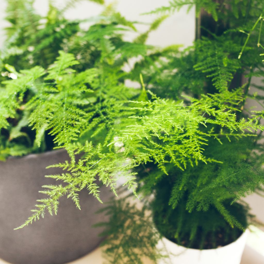 Asparagus plumosus - Asperge des fleuristes