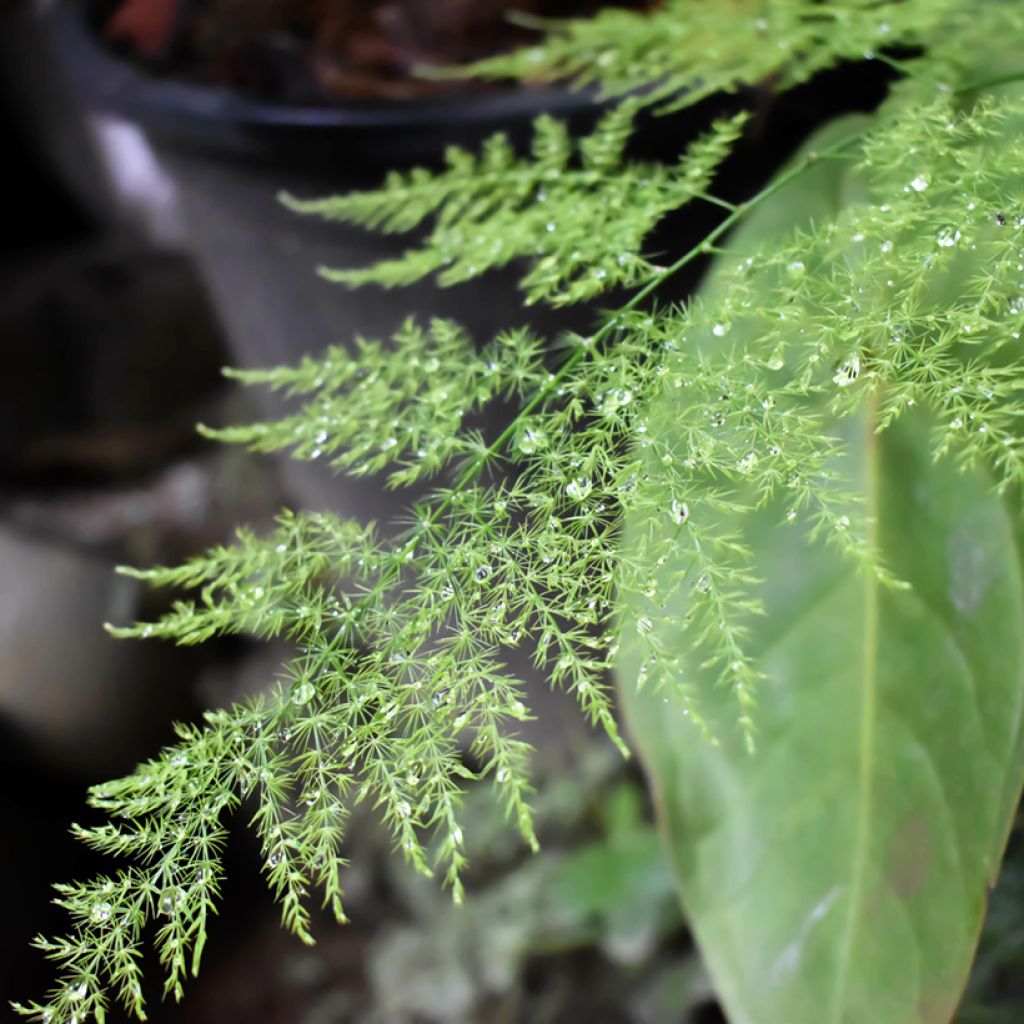 Asparagus plumosus - Asperge des fleuristes