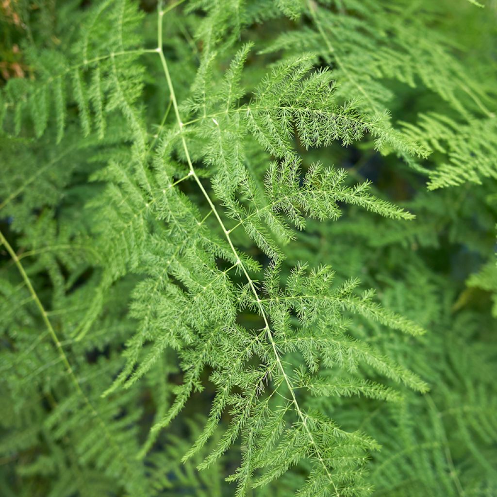 Asparagus plumosus - Asperge des fleuristes