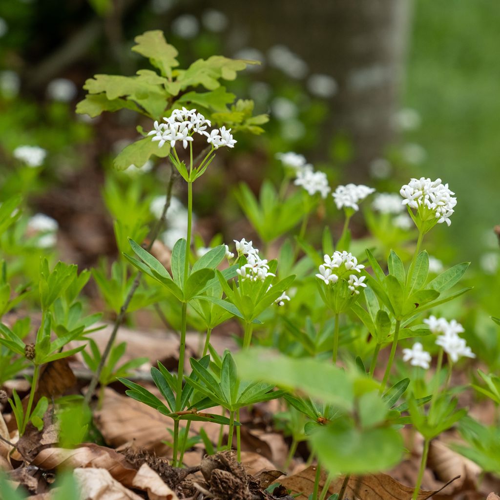 Aspérule odorante - Galium odoratum