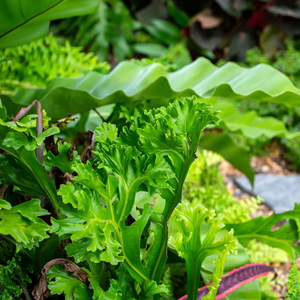 Asplenium antiquum Leslie - Fougère antique