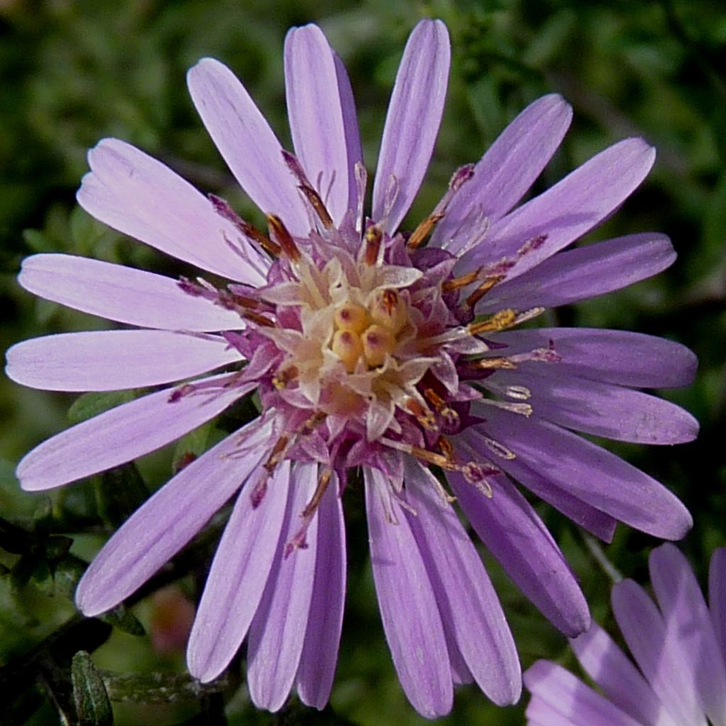 Aster laterifolius Coombe Fishacre - Aster d'automne