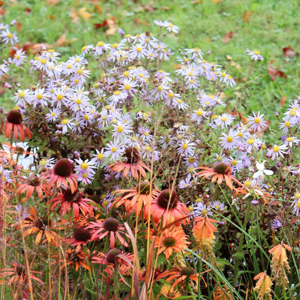 Aster Eleven purple - Aster nain d'automne