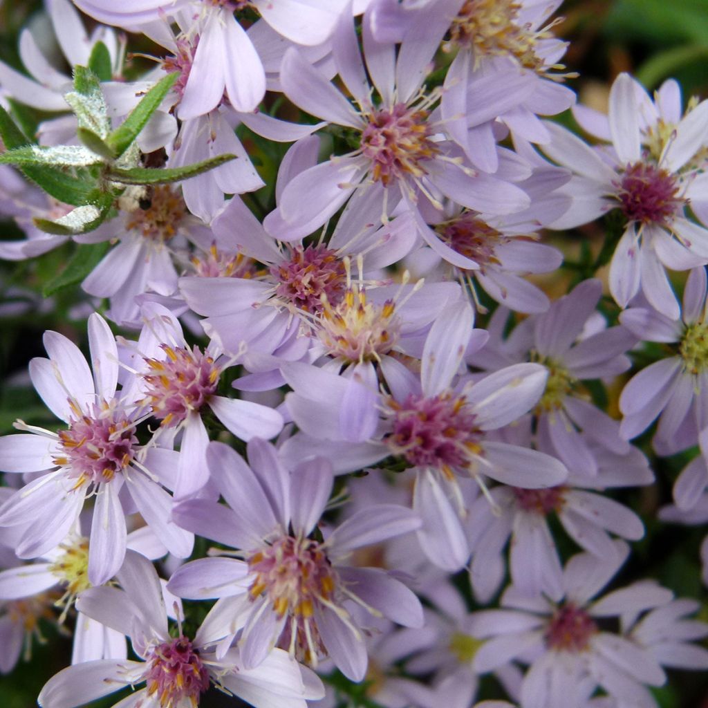Aster cordifolius Blütenregen - Aster d'automne