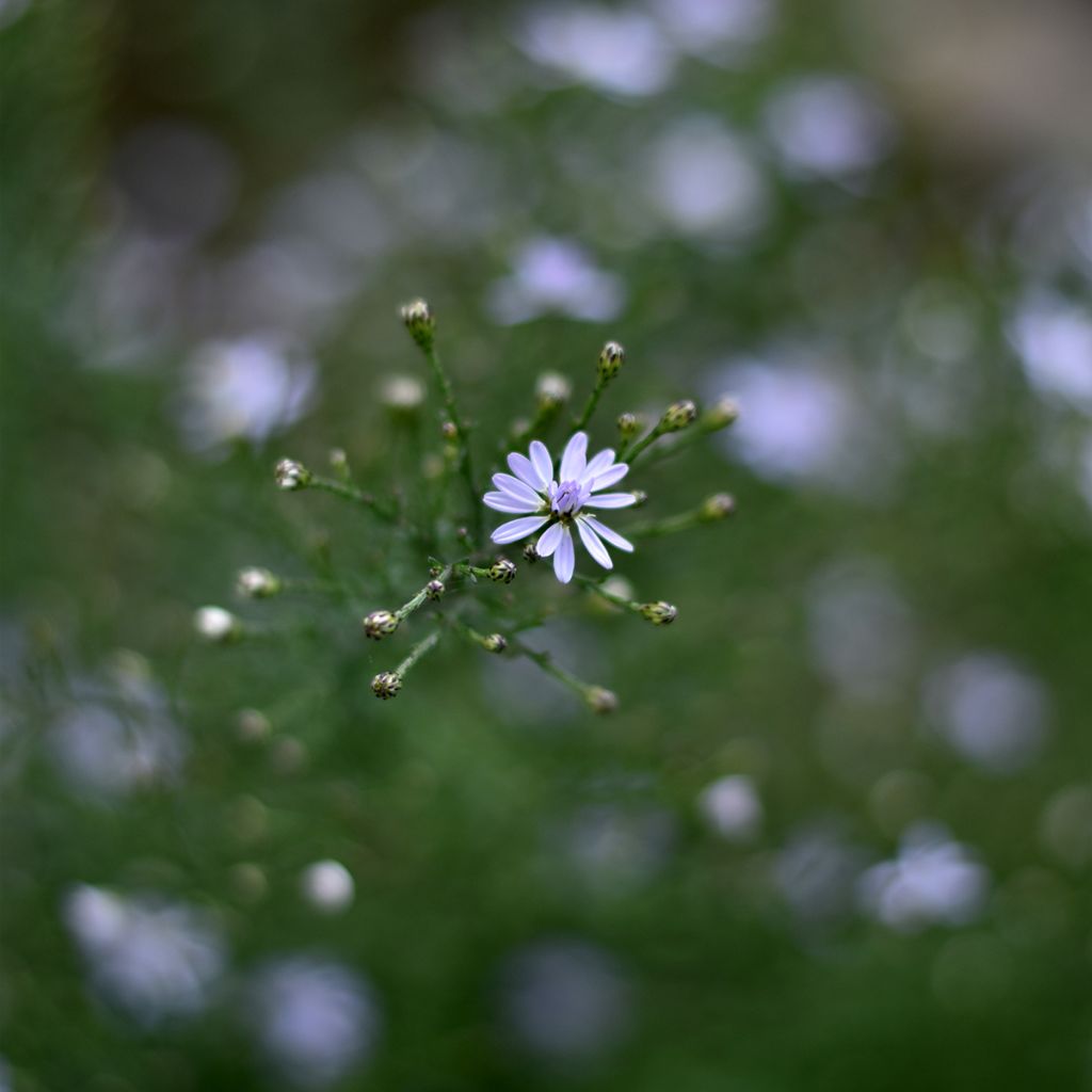 Aster cordifolius Blütenregen - Aster d'automne