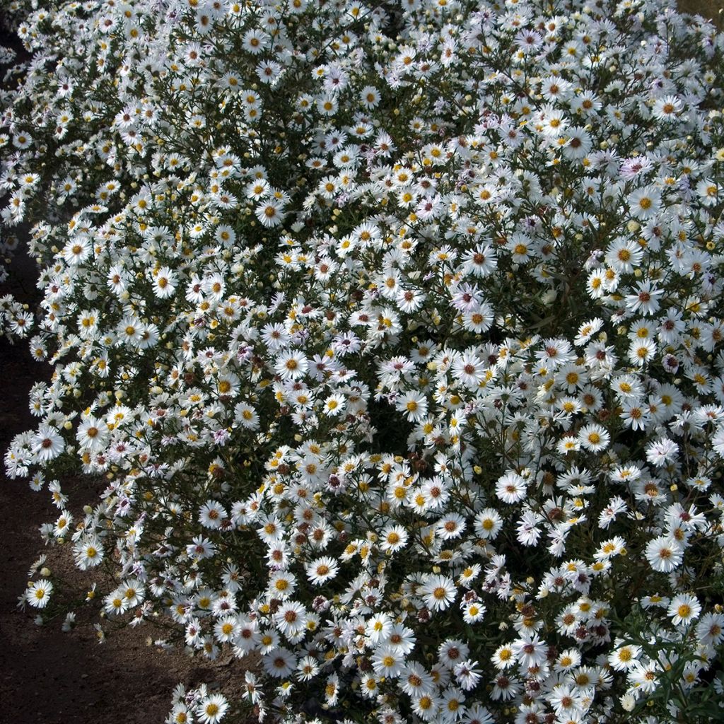 Aster novi-belgii White Lady - Aster grand d'automne