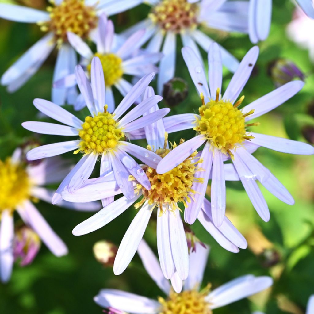 Aster ageratoides Adustus Nanus - Aster nain d'été
