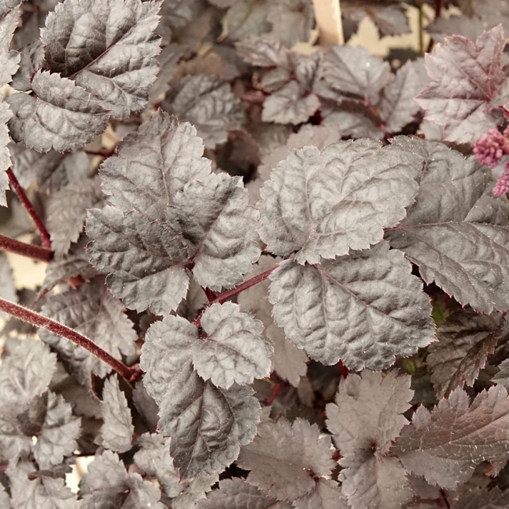Astilbe Darkside Of The Moon