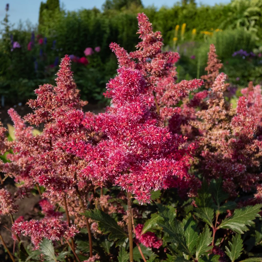 Astilbe japonica Vesuvius