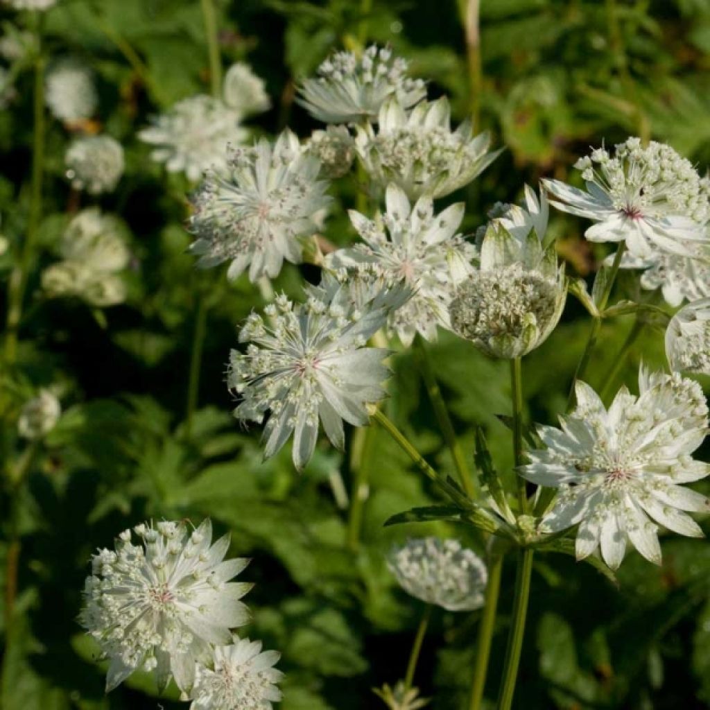 Astrance - Astrantia major Super Star