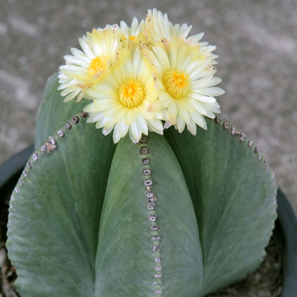 Astrophytum myriostigma - Bonnet d'evêque