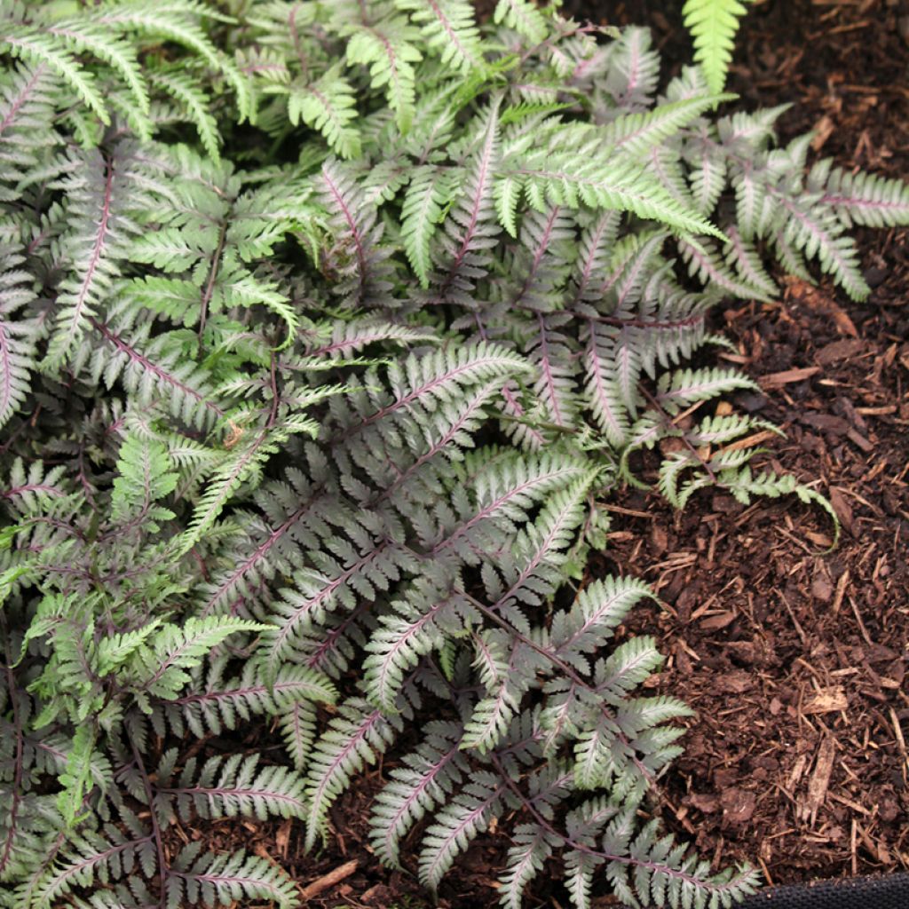 Athyrium niponicum var. pictum Red Beauty - Fougère femelle du Japon