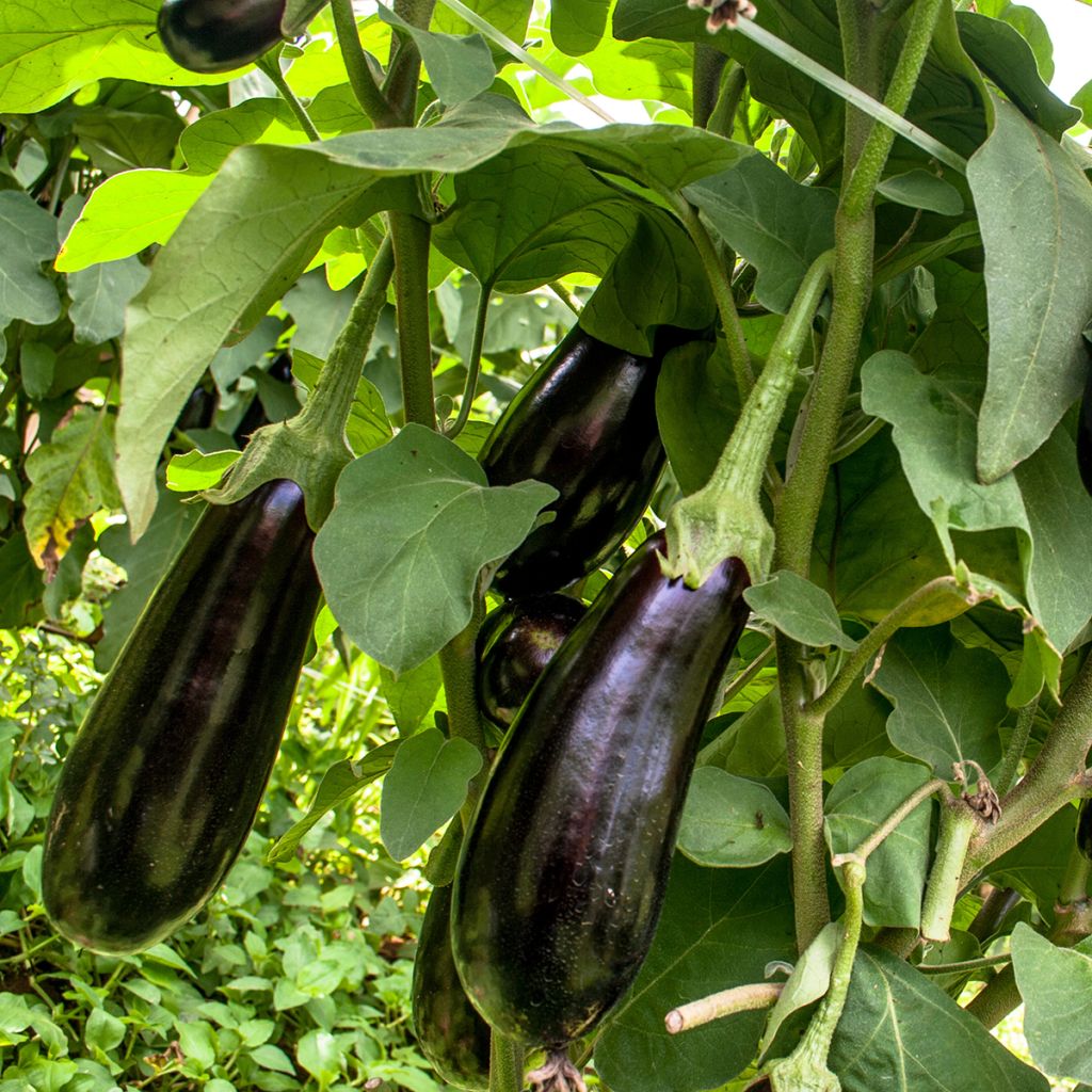 Aubergine de Barbentane