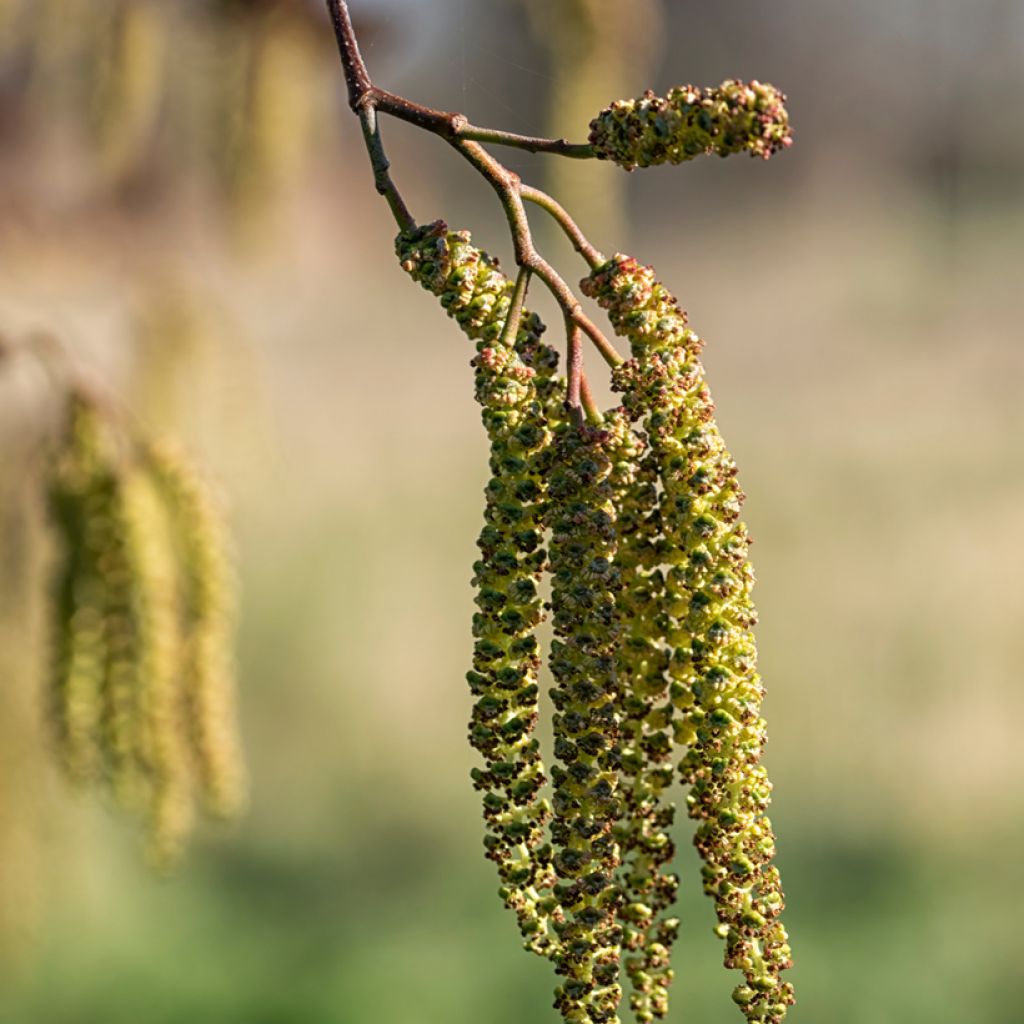 Aulne de Corse - Alnus cordata