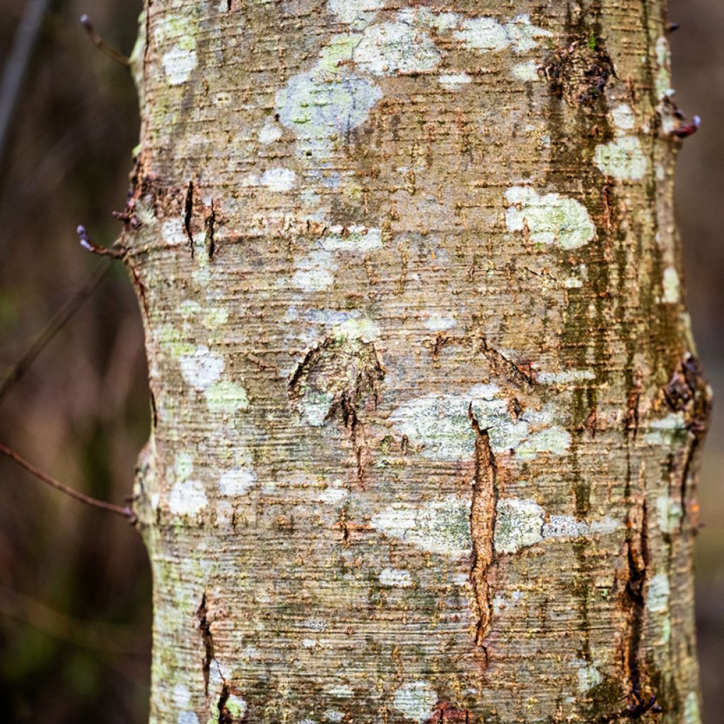 Aulne de Corse - Alnus cordata