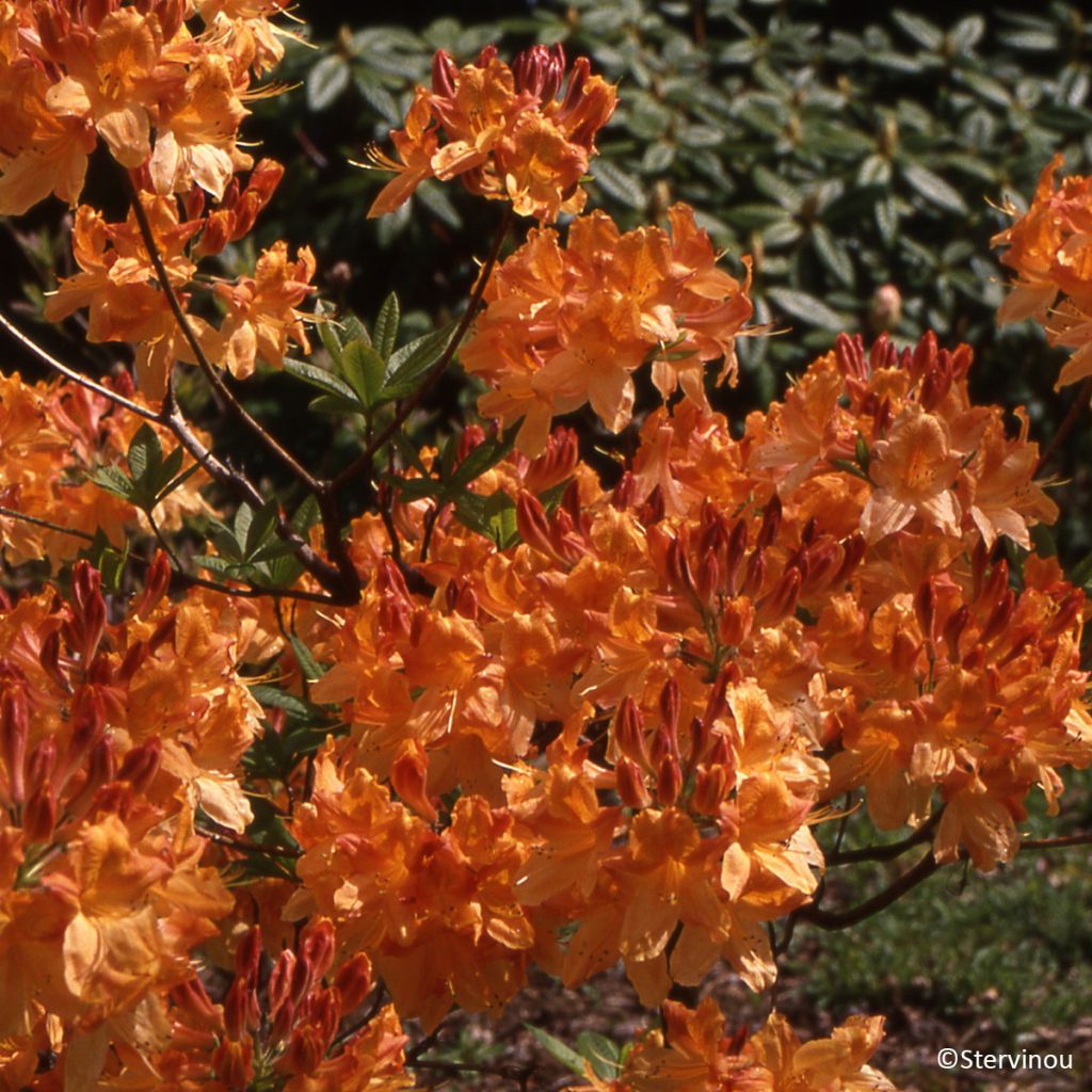 Azalée de Chine Hortulanus H Witte - Azalea mollis