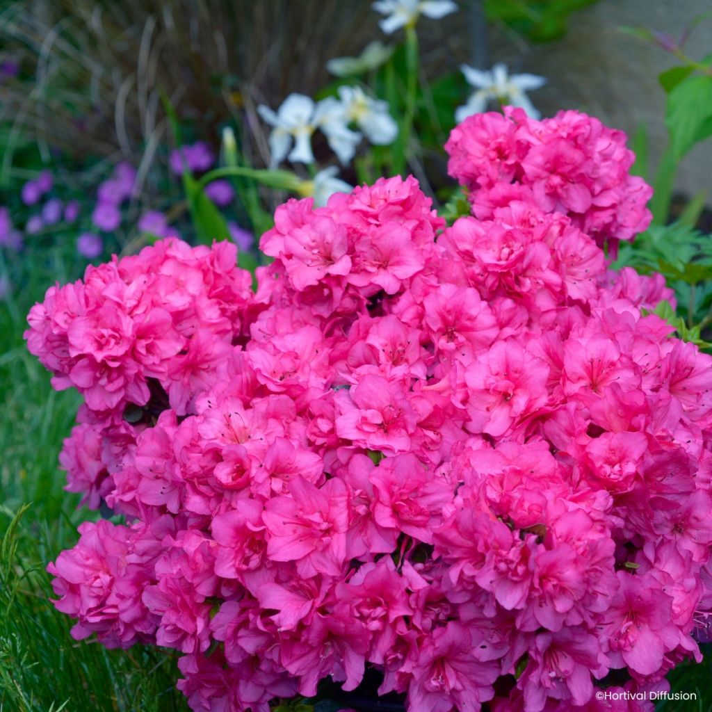 Azalée du Japon Flash Dance Pink – Rhododendron hybride