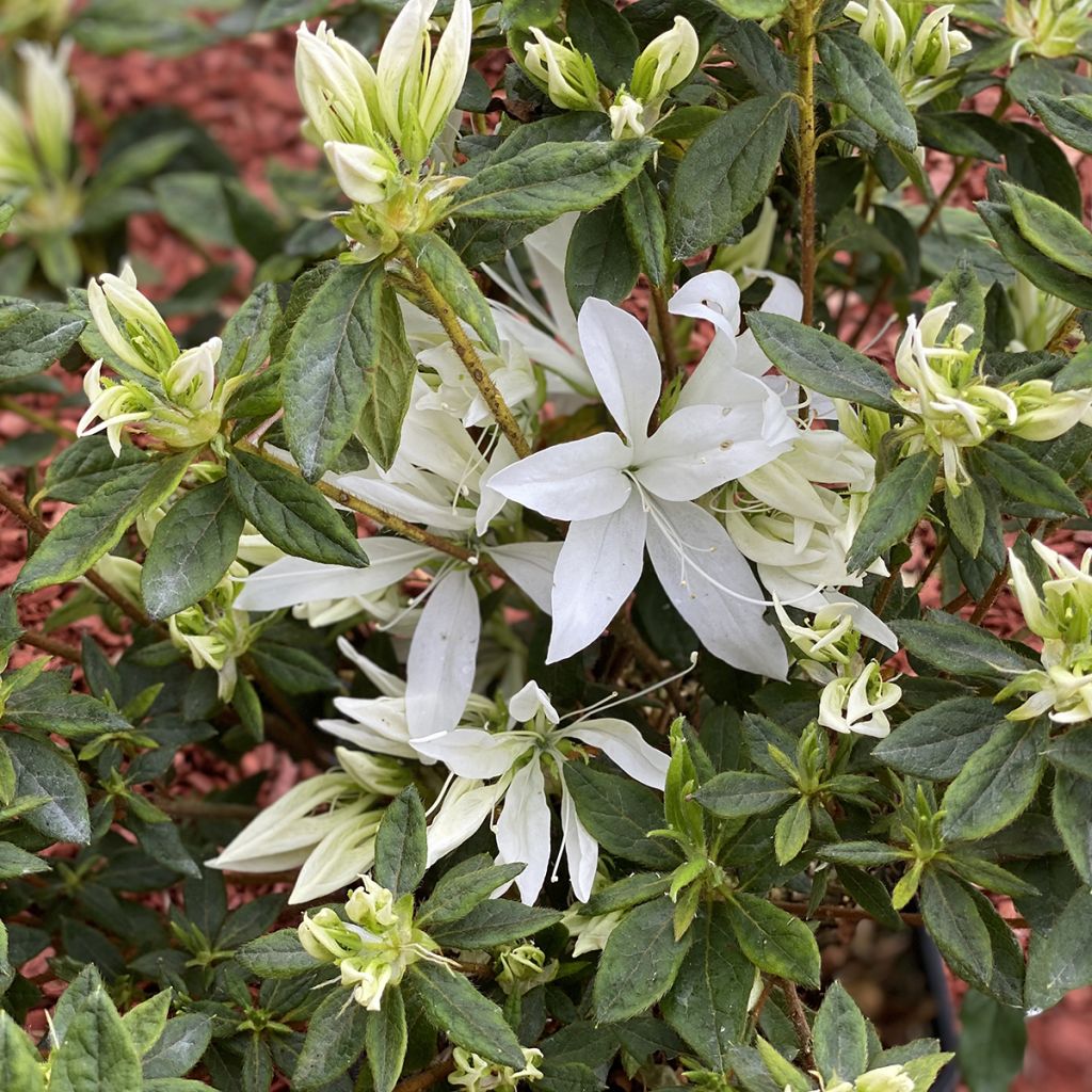 Azalée du Japon Koromo shikibu White - Rhododendron hybride