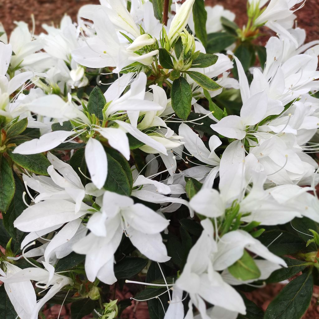 Azalée du Japon Koromo shikibu White - Rhododendron hybride