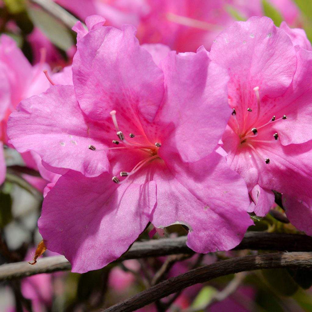Azalée du Japon Greenway - Rhododendron hybride