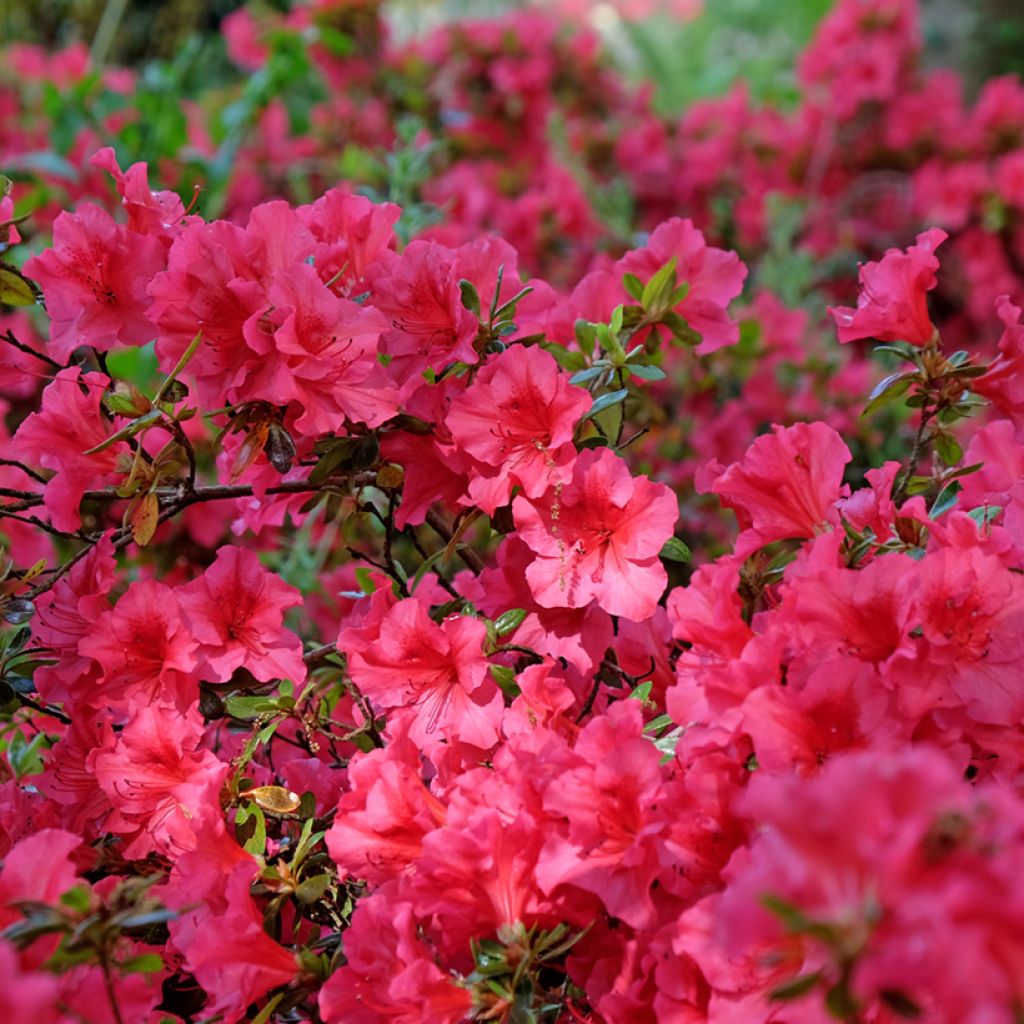 Azalée du Japon Vuyk's Scarlet - Rhododendron hybride.