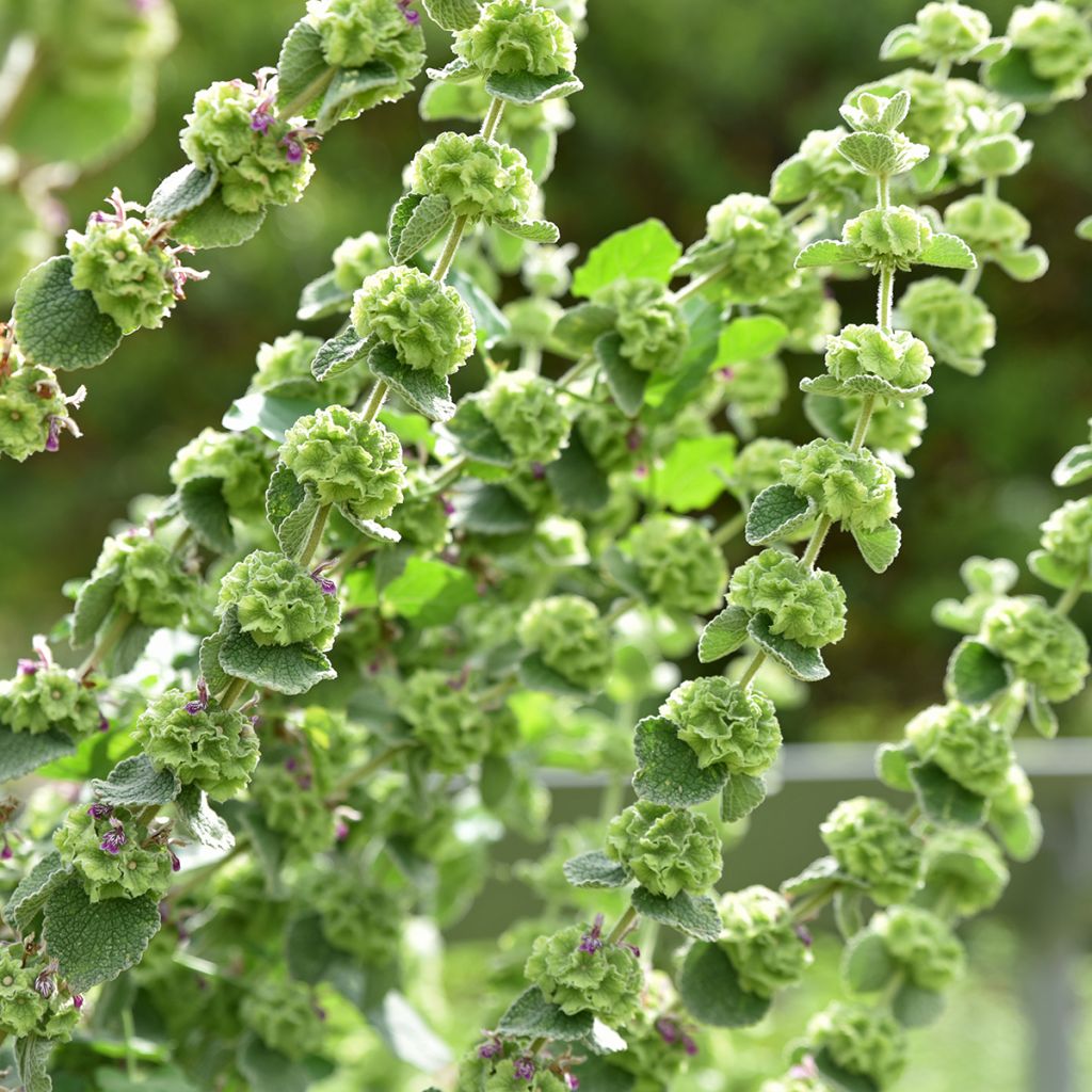 Ballota hirsuta - Ballote hirsute