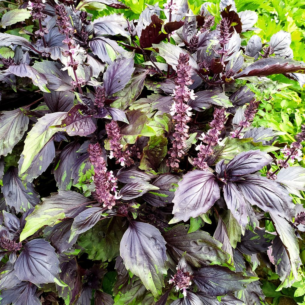 Basilic Cannelle Cinamonette