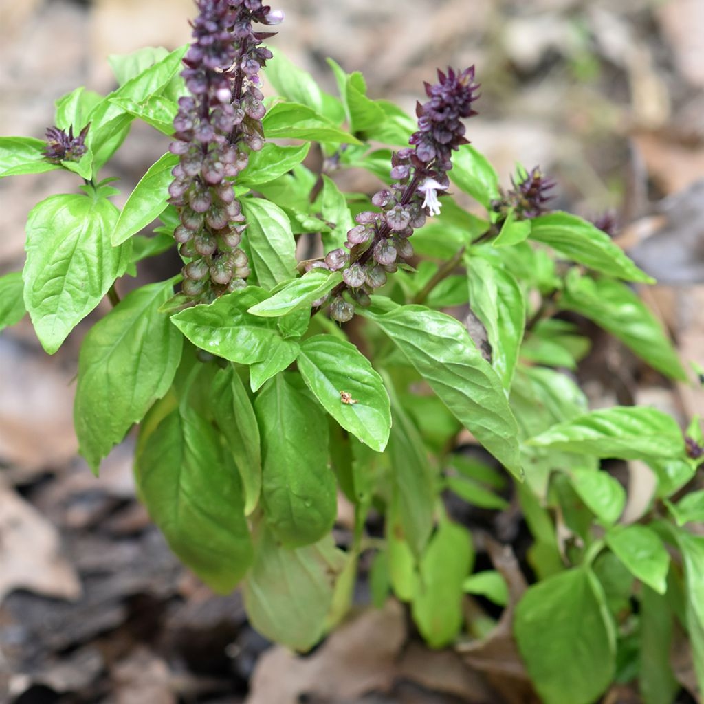 Basilic Cannelle Cinamonette